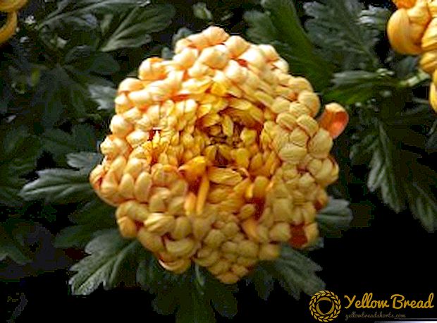 Chrysanthemum কাটিয়া: বসন্ত, গ্রীষ্ম, শরৎ