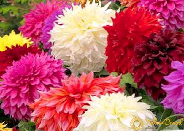 Dahlia - một bông hoa đẹp của mùa thu