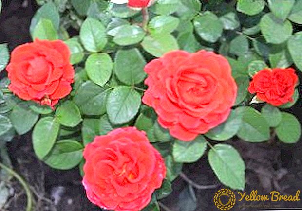Պաշտպանական վարդերի վարդերի նկարագրությունը եւ մեթոդները