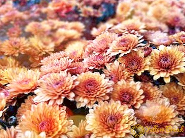Beskrywing en foto's van die beste spesies van Koreaanse chrysante