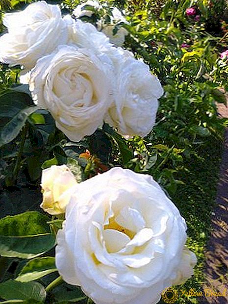 Beschreibung, Eigenschaften der Pflanzung und Pflege von Rose 