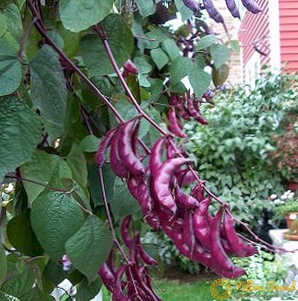 Dolichos (hyacinth beans, Egyptian beans): the secrets of successful seed growing