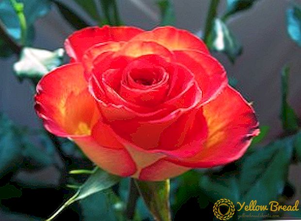 Features of growing roses, how to grow a rose from a bouquet