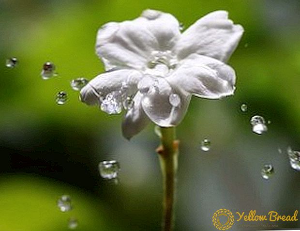Genus Jasmine, deskripsi varietas sing misuwur saka kulawarga Maslinovye