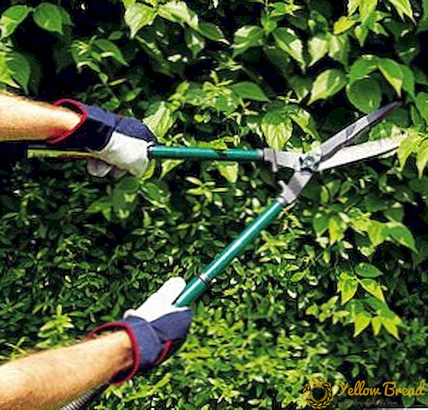 Cara memilih gunting taman untuk memotong semak, petua dan cara