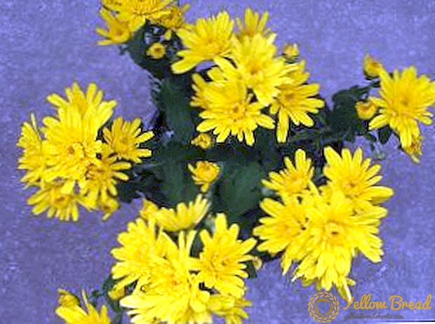 Hvordan man dyrker et krysantemumrum, tips om plantning og pleje