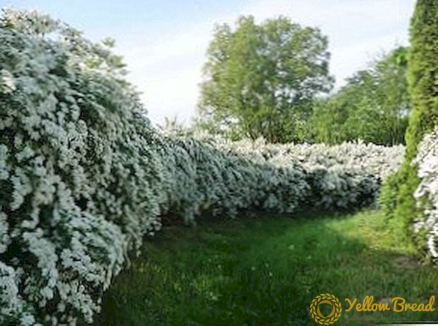 كيفية زراعة Vagutta spirea في الحديقة: ميزات زراعة ورعاية الشجيرات