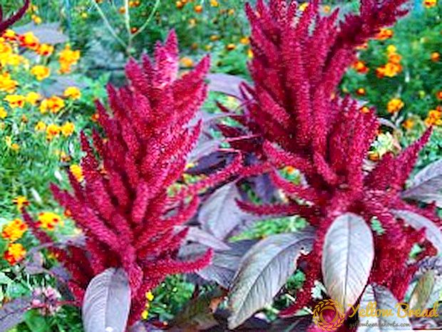 How to properly care for amaranth, useful tips