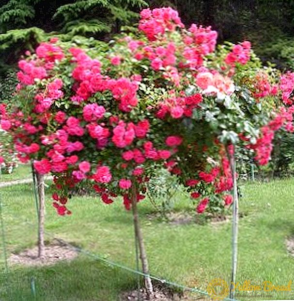 Како да се засади роза на дива роза: чекор-по-чекор инструкција