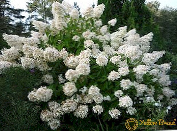 Hydrangea paniculata: istutamine, hooldus, kasvatamine