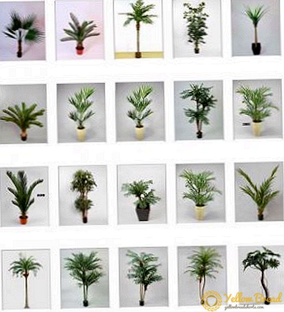 Lista de palmeiras con fotos e descricións
