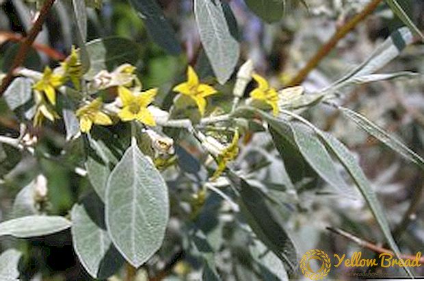 Lough, Lokhovina, Lokhovnik, Pshat, wilde olywe, silwerboom, Armeense datum - dosyne name, een plant