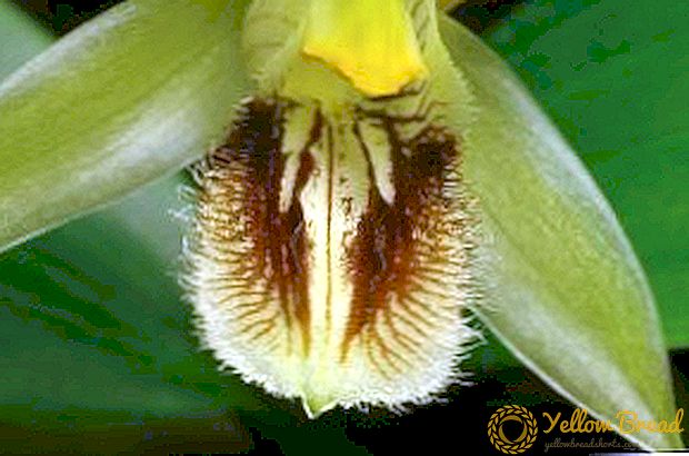 Celogin Orchid: plante, swen, elvaj