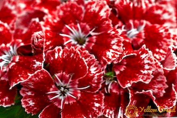 Leyndarmál vaxandi tyrkneska Carnation: gróðursetningu og umönnun