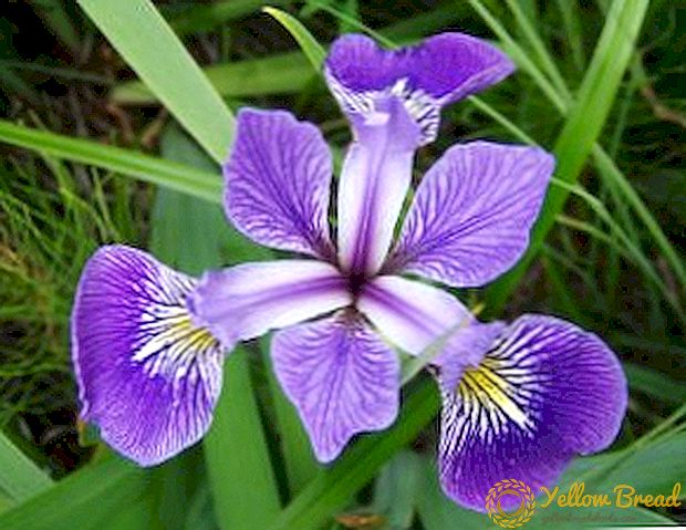 Rahasia menanam dan merawat iris