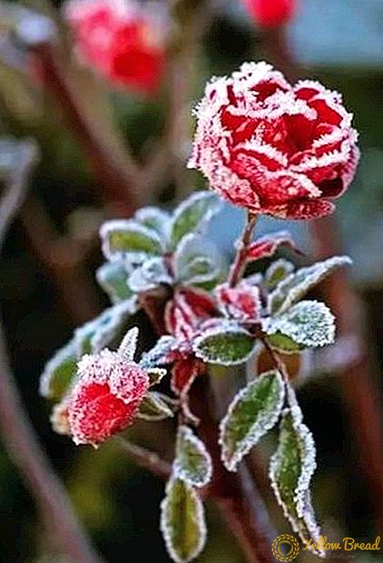 De keuze van afdekmateriaal en methoden om rozen te beschermen voor de winter