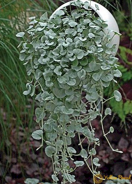 Silver Dichondra: Secrets to Successful Growing