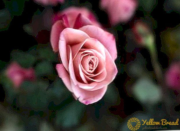 Why are roses useful for human health?