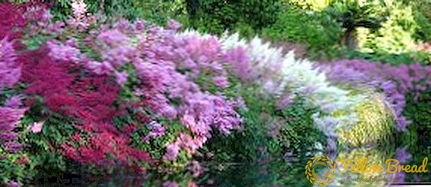 The best grades of astilbe