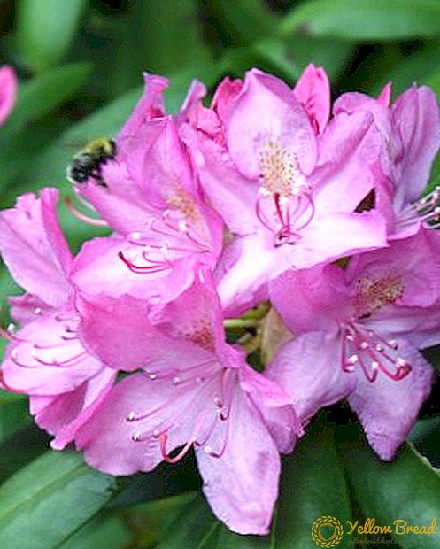 Rhododendrons اور ان کے علاج کی اہم بیماریوں