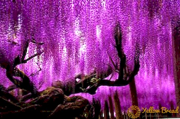 Päätyyppiset wisteria (wisteria), kuvaus ja valokuva