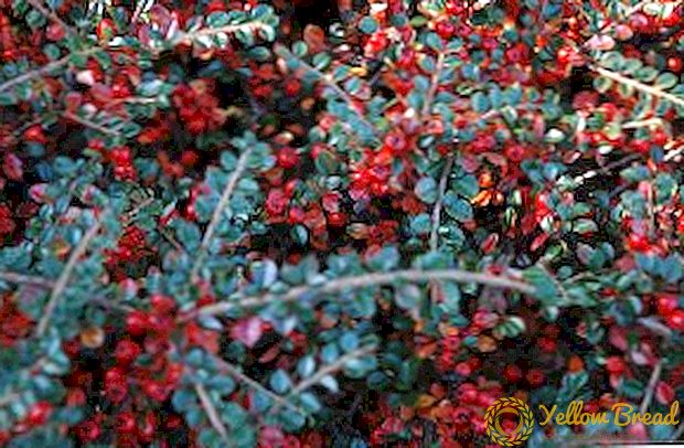 The most common types of cotoneaster