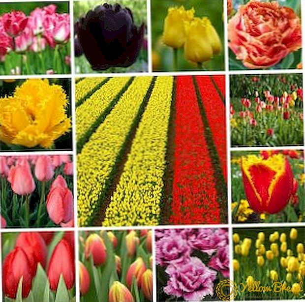 Types of tulips, groups and classes of flowers