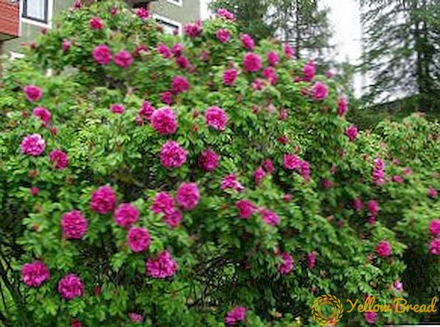 Varieti rose rose (rosehip): nama dan deskripsi