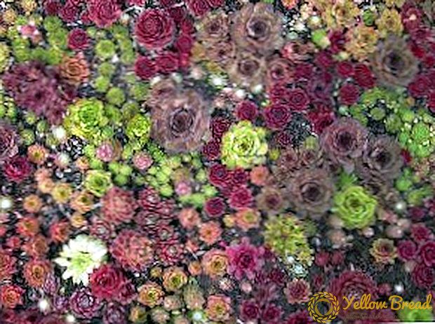 تجديدات متنوعة: مجموعة متنوعة من الورود الحجرية للديكور الصيفي