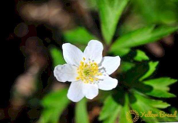 Kilalanin ang mga popular na uri ng anemone (anemone)