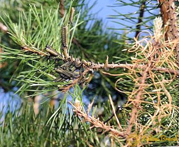 Apa yang harus dilakukan jika ulat ditemukan di pohon pinus: metode menangani hama konifer