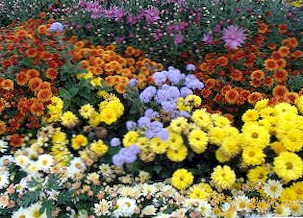 Hvad skal man plante i efteråret i blomsterhave: vælg efterår blomster