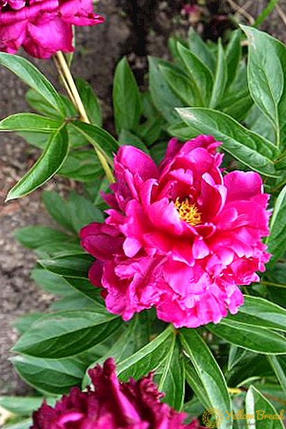 When is it best to transplant peonies: in spring, summer or autumn?