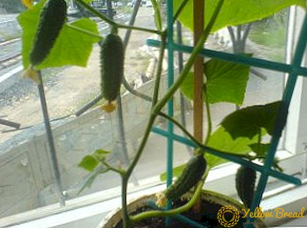 Cara kanggo tuwuh cucumbers ing windowsill ing mangsa