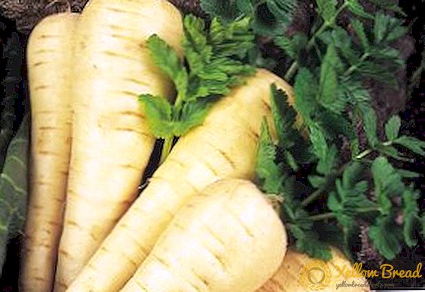Everything you need to know for growing parsnip from seeds in the open field