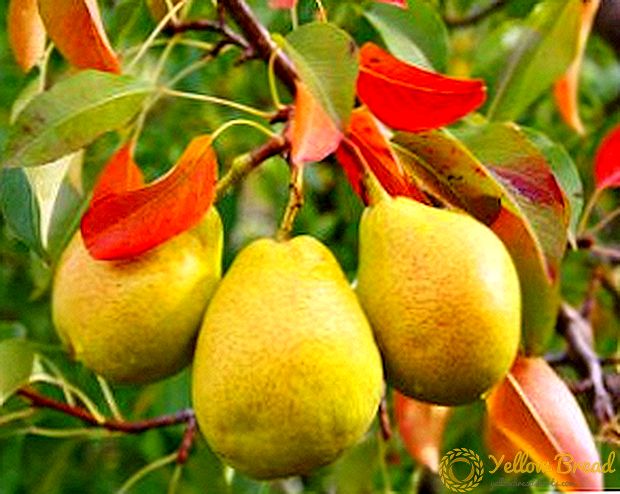 வசந்த காலத்தில் pears நடும் பொது விதிகள் மற்றும் பரிந்துரைகள்