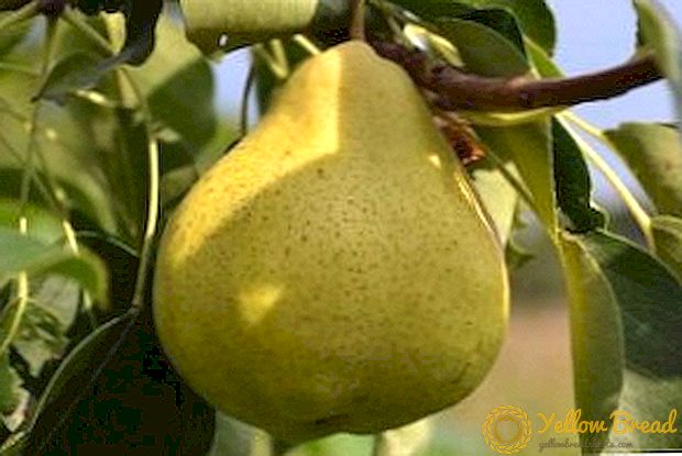 Pear 