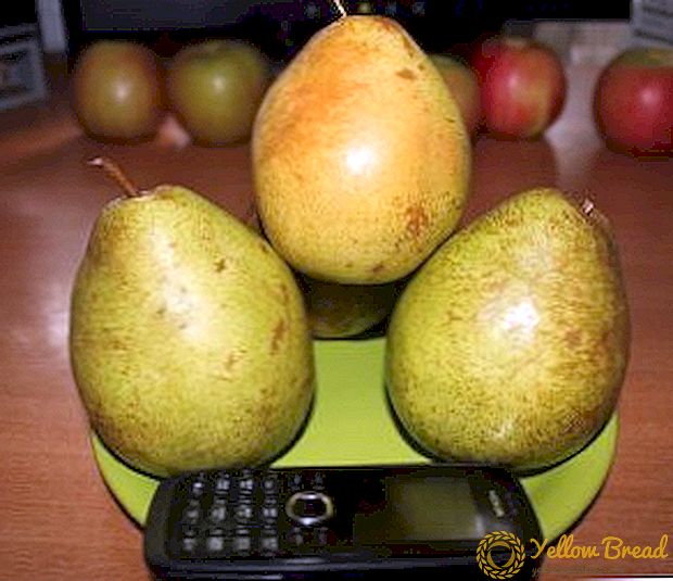 Treasure pear: characteristics, pros and cons