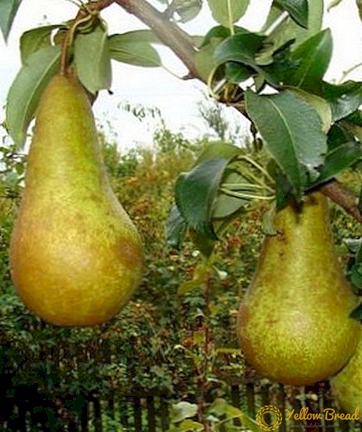 Variety of pears 