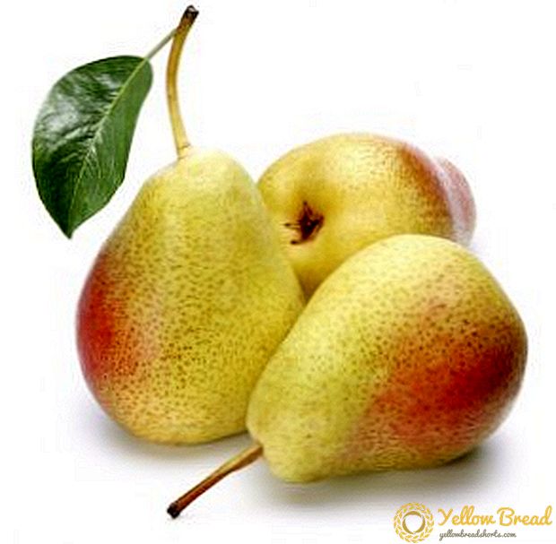 Iba't-ibang Dukhmyanaya pears: mga katangian, mga kalamangan at kahinaan