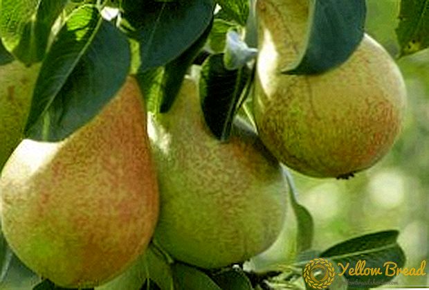 Variety pears 