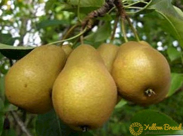 Pear variety 