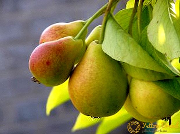 Ett urval av recept för skörd av päron för vintern