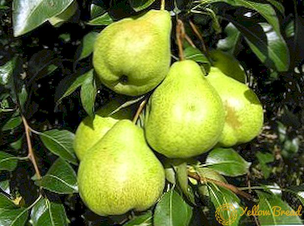 Tips dan rekomendasi terbaik untuk menumbuhkan varietas buah pir Augustus Dew