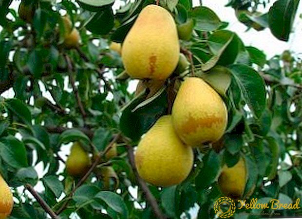 Top tips om vård och plantering päron sorter Lada i hans trädgård