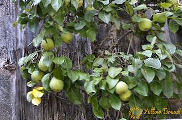 பல்வேறு pears நினைவகம் Zhegalov: நன்மை தீமைகள், குறிப்பாக நடவு மற்றும் பராமரிப்பு