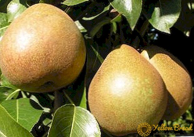 Variety av päron 