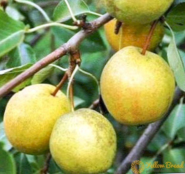 Rogned pear variety: description, characteristics of planting and care