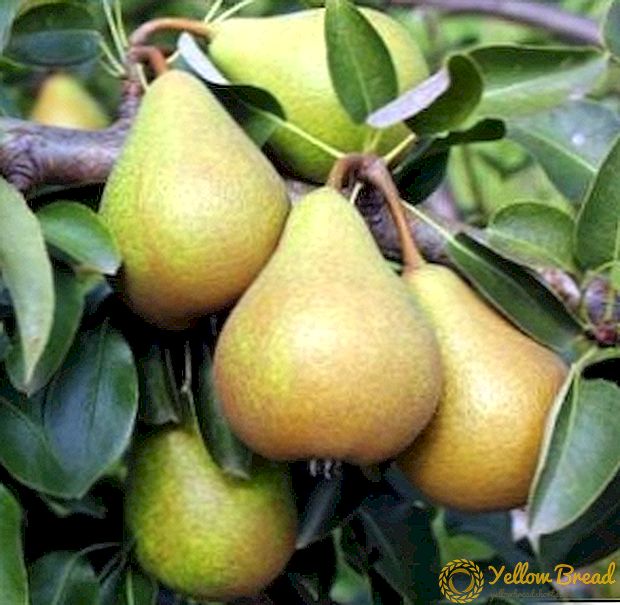 Ketemu varieties pear Kokinskaya