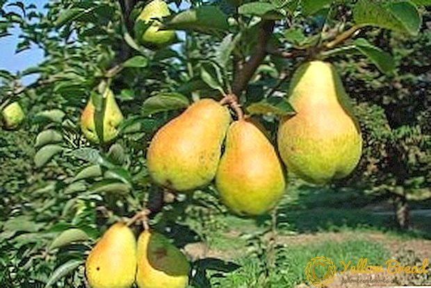 Pear Duchess